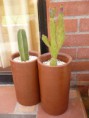 /album/cactus/p1090101-jpg1/